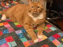 Picture of orange cat named OJ